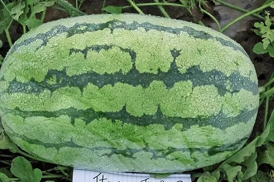 西瓜只為夏天而生嗎？