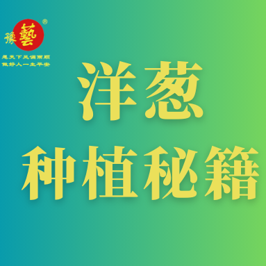 洋蔥種植秘籍：掌握這八點，種出優(yōu)質洋蔥！